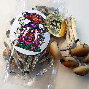 Magic Mushrooms Koh Samui