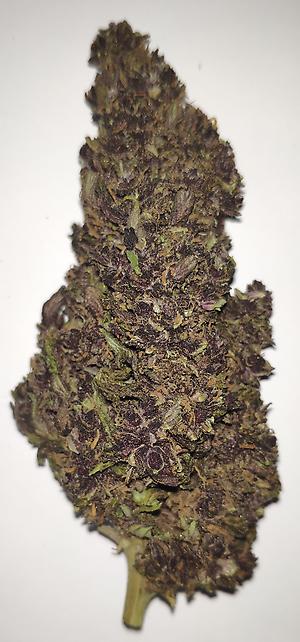 PURPLE KUSH – 20% CBD BUDS