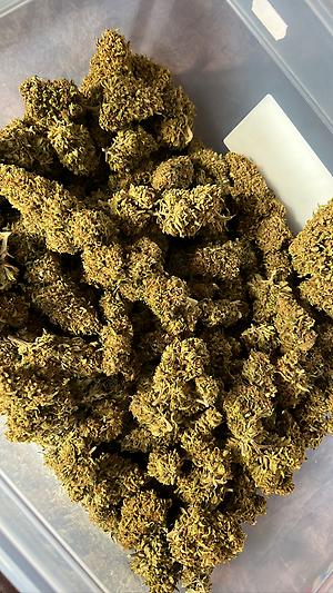 Girl Scout Cookies - Topshelf Outdoor 10/10