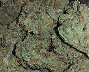 *SUPER SILVER* HAZE A* PREMIUM BUD