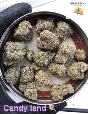 Cherry sherbet (Sunset Sherbet x Cherry cookies BX1)