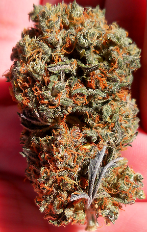 Very Berry – 17% CBD Hemp Flowers