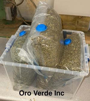 Popcorn buds / shake 🇬🇧