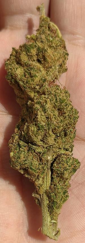 Stardawg – 23% CBD Hemp Flowers