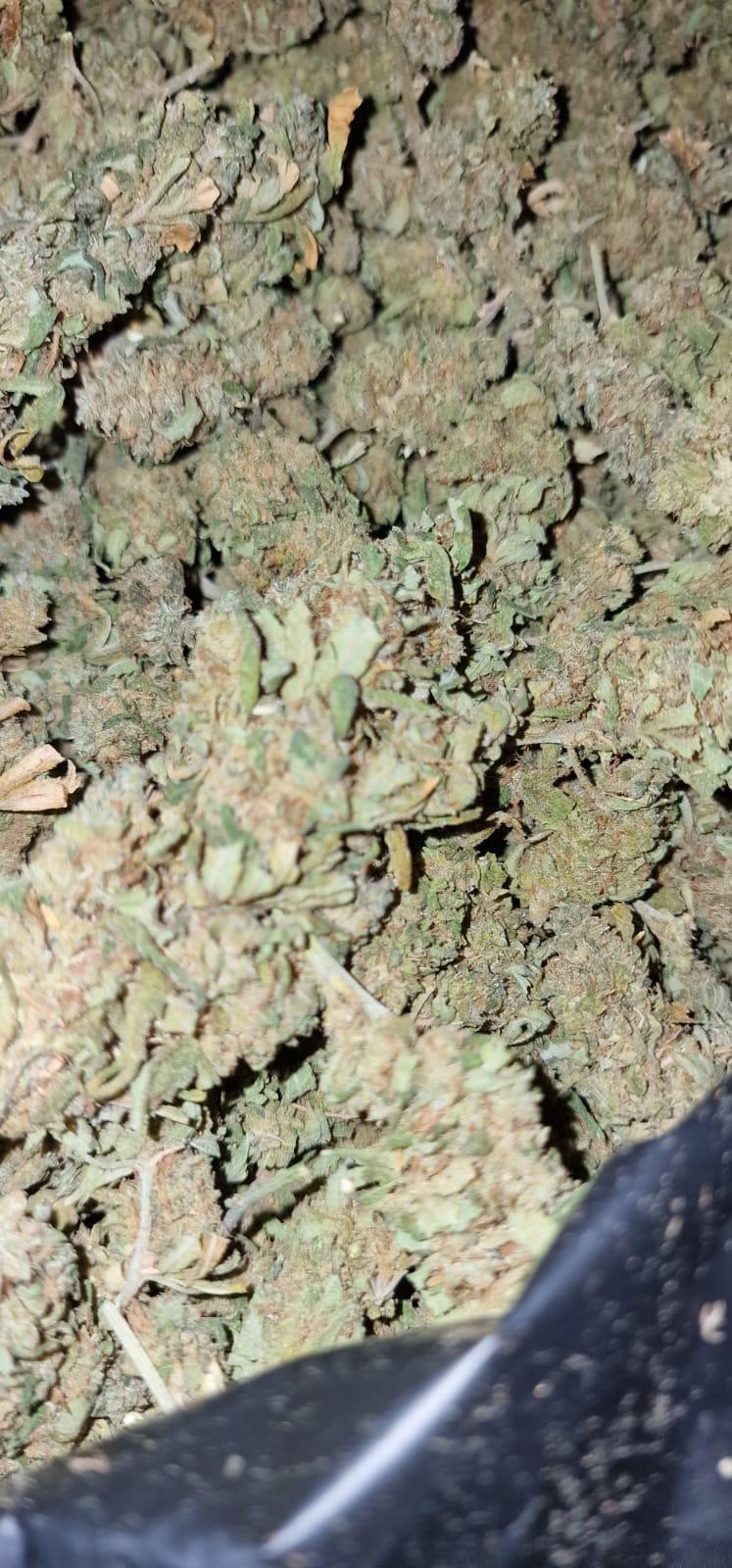 Bargain Grade Classic Sativa Haze