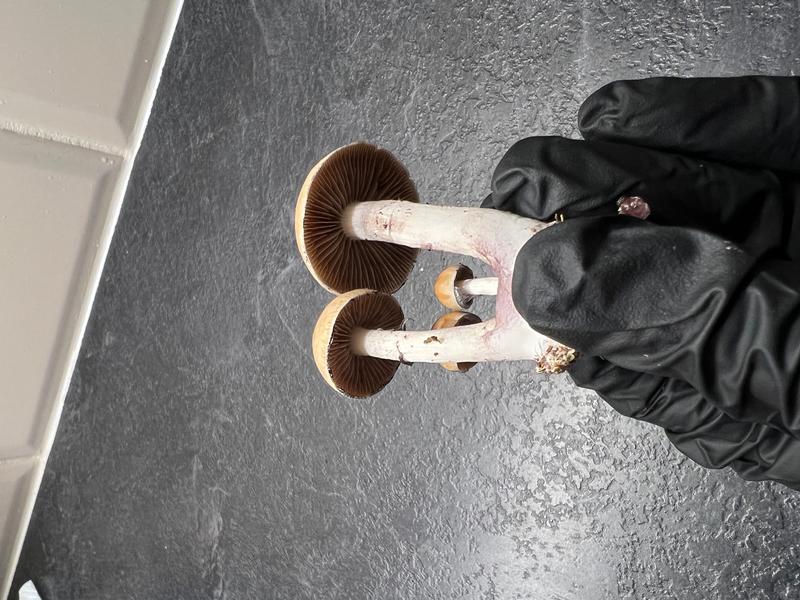 Magic Mushrooms: Tampanensis