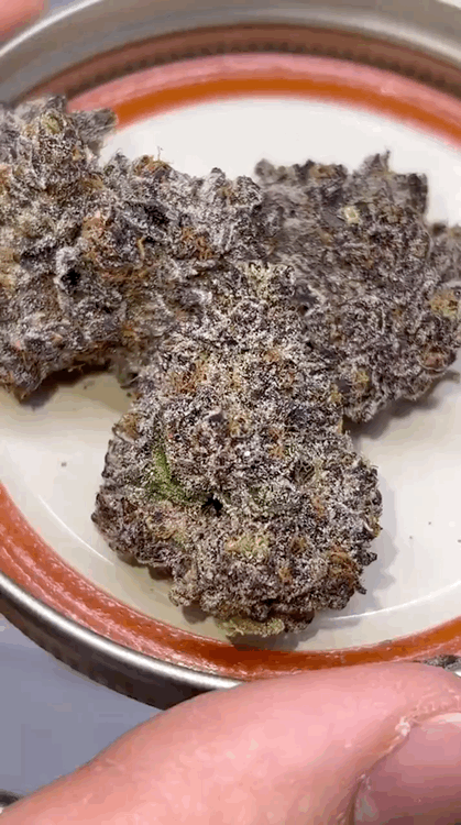 Rainbow Zangria Cutting/Clone