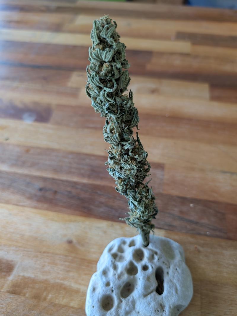 chilli Verde skunk