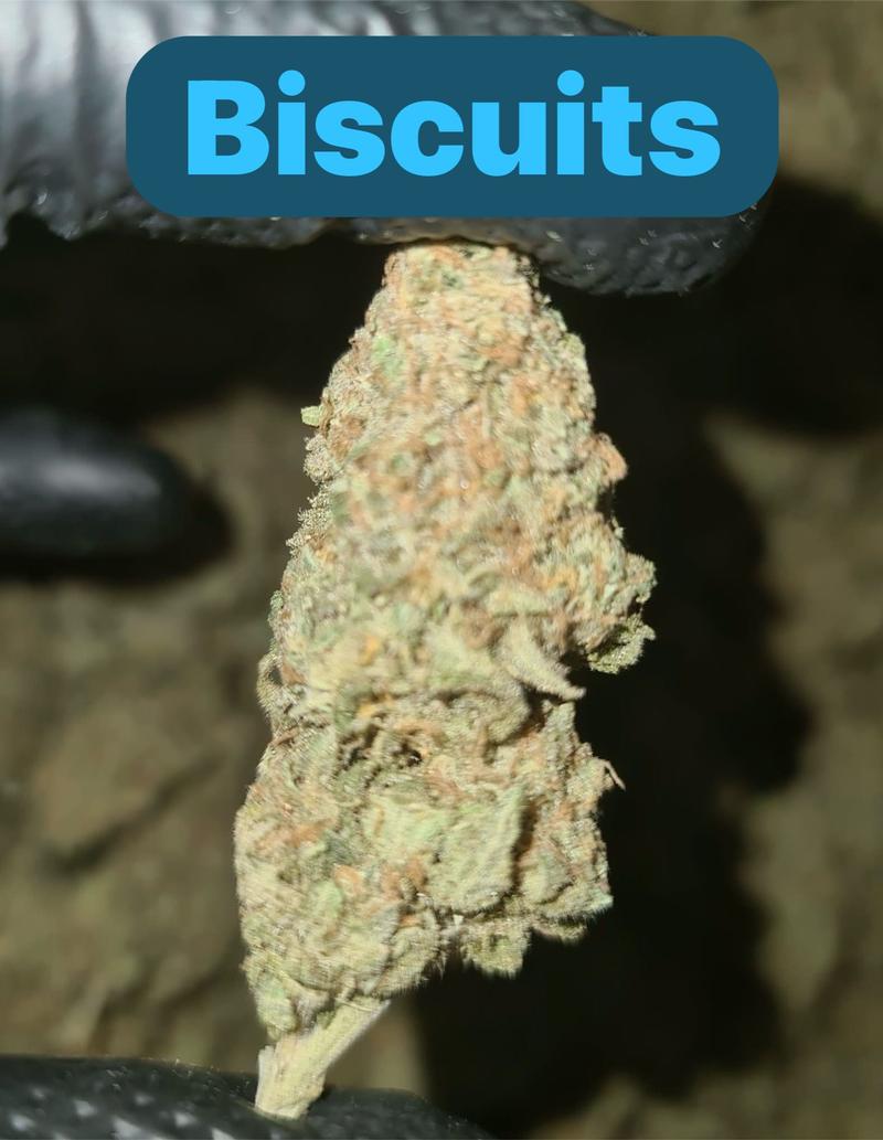 UK BUD'S