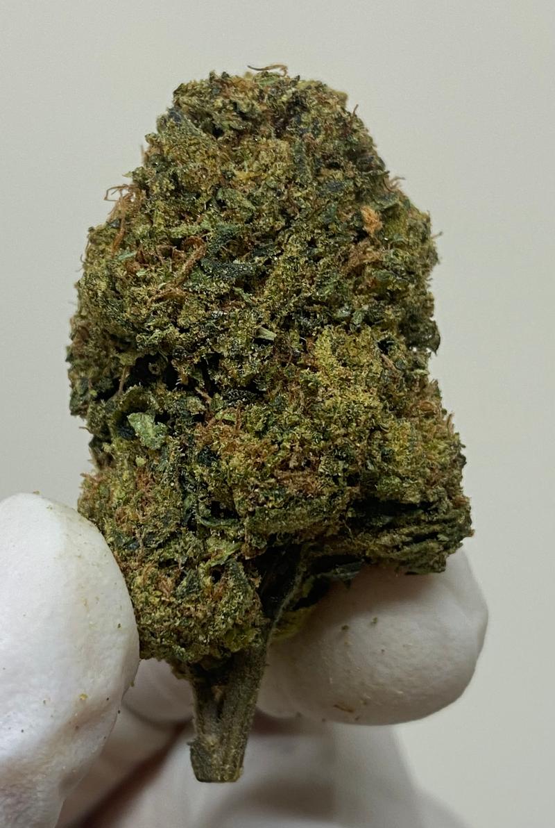 Gusher’s Exotic Flavour Strain - Dank Terps