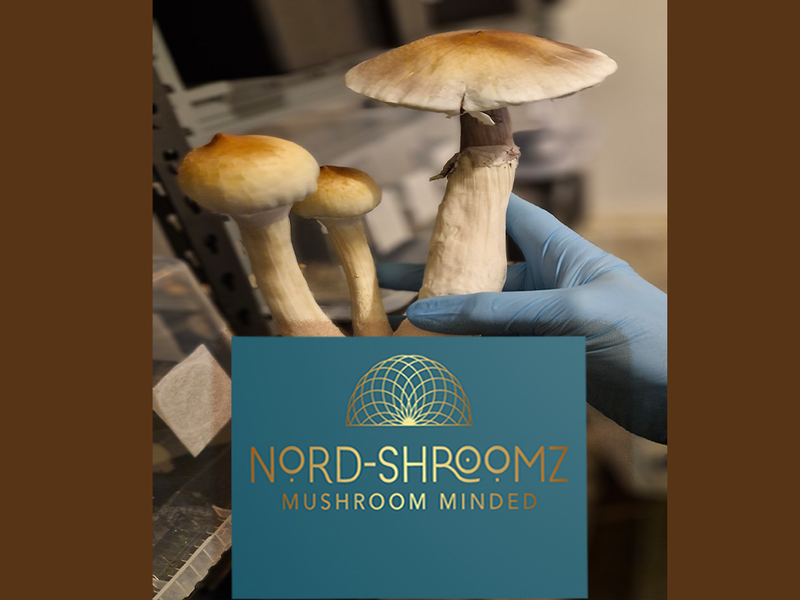 Mushroom Capsules