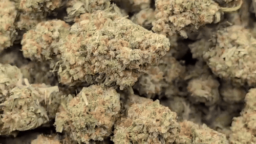 Capital Steez Fruity Pebbles
