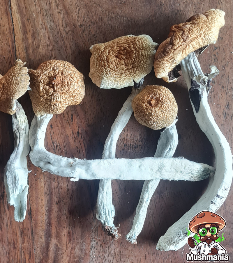 Magic Mushrooms