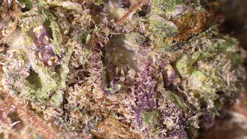 SAUVIGNON BLANC - ๐๐ AUTOFLOWER