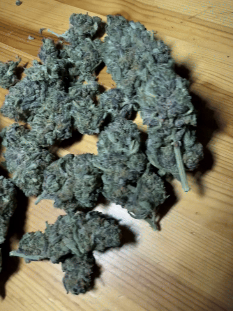 Cherry Sherbert 🍒