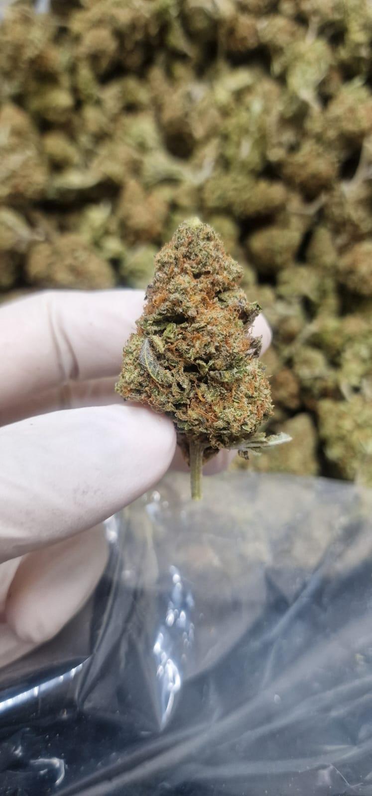 Hot Cross Buns - Bred By Mary <3 🇬🇧