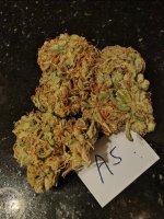 A5 NL5 X HzA Rare Exotic Exclusive Flower