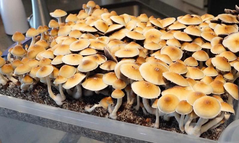 MAGIC MUSHROOMS