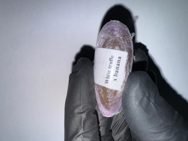 Hash-bullah Static Eggs (Moroccan Static)