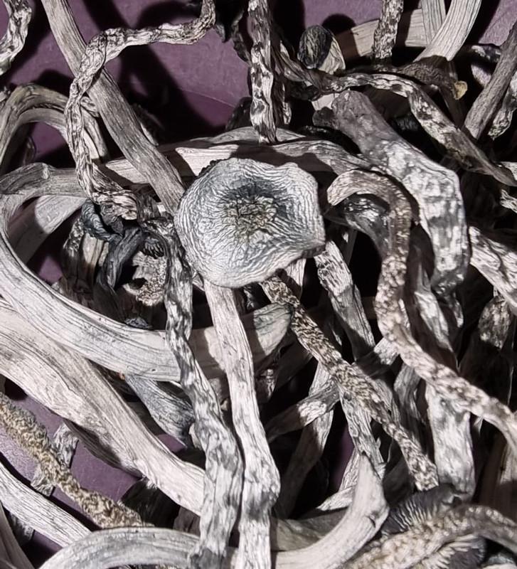 Black Cap Ochraceocentrata Mushrooms