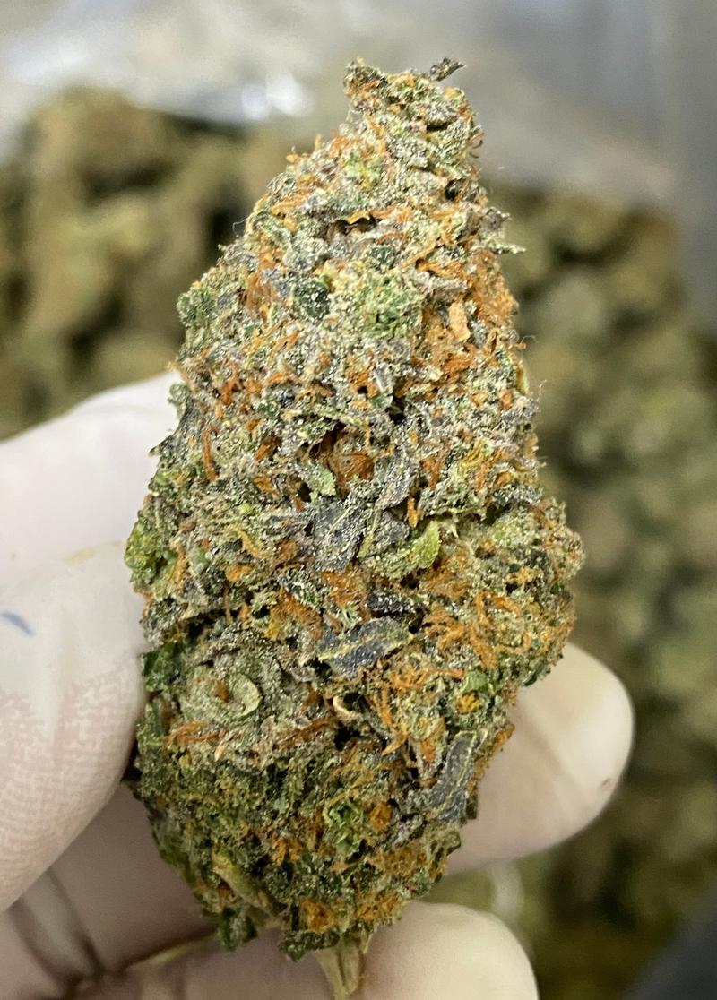 Biscoff Top Quality in House Grown ⛽️ 🔥