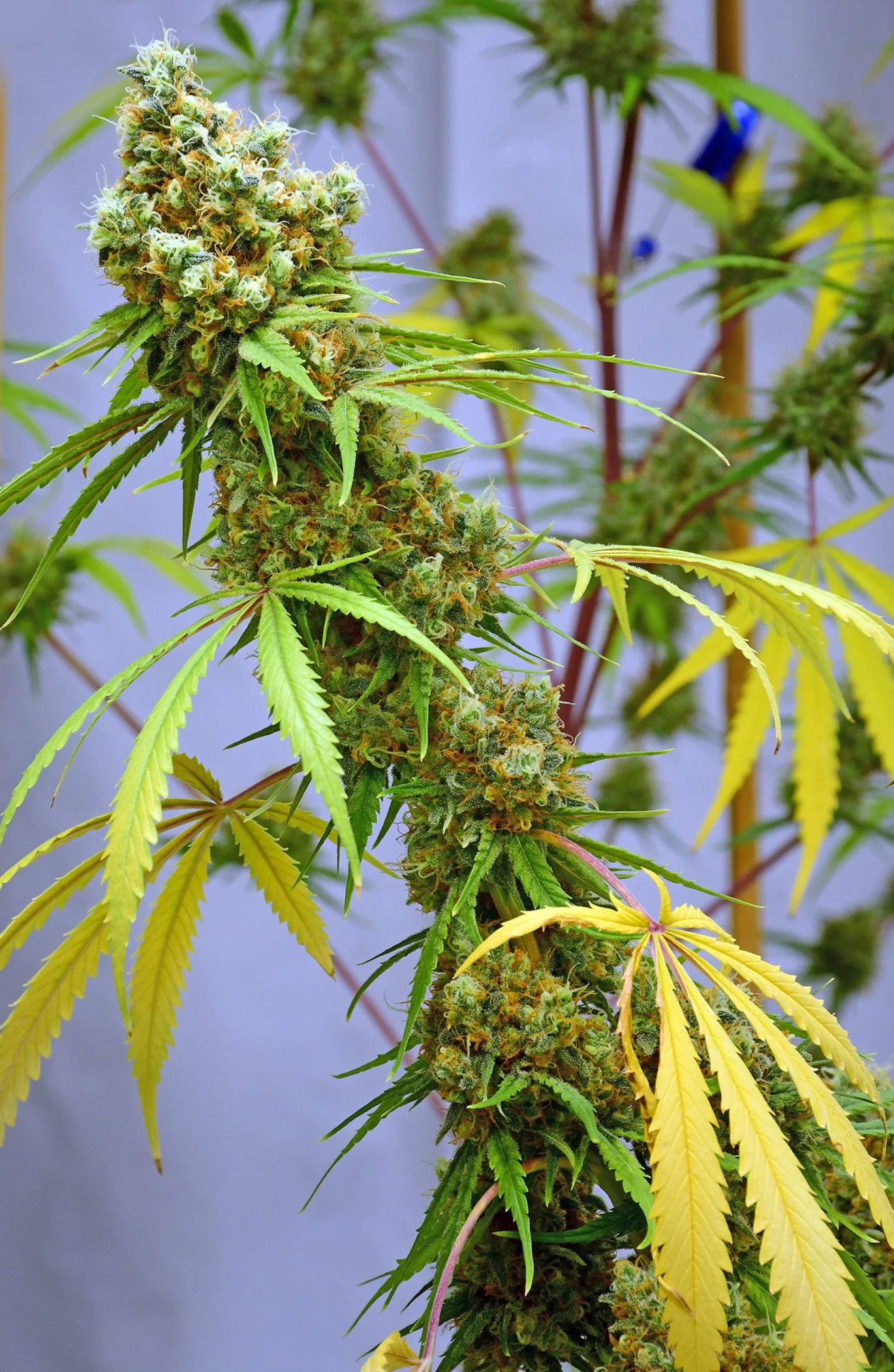 Sunset aka Sunset Sherbet Clone/Cutting