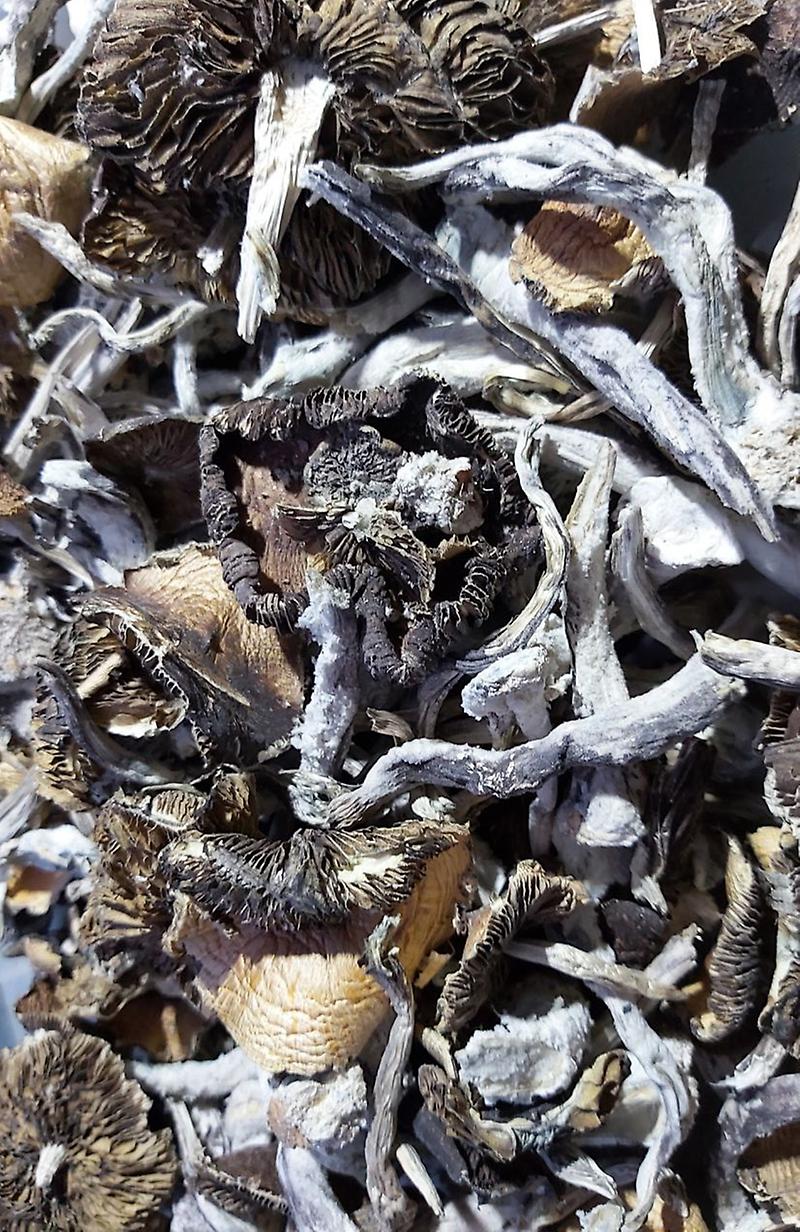 Half Gram. Shroom Caps Vegan & Organic