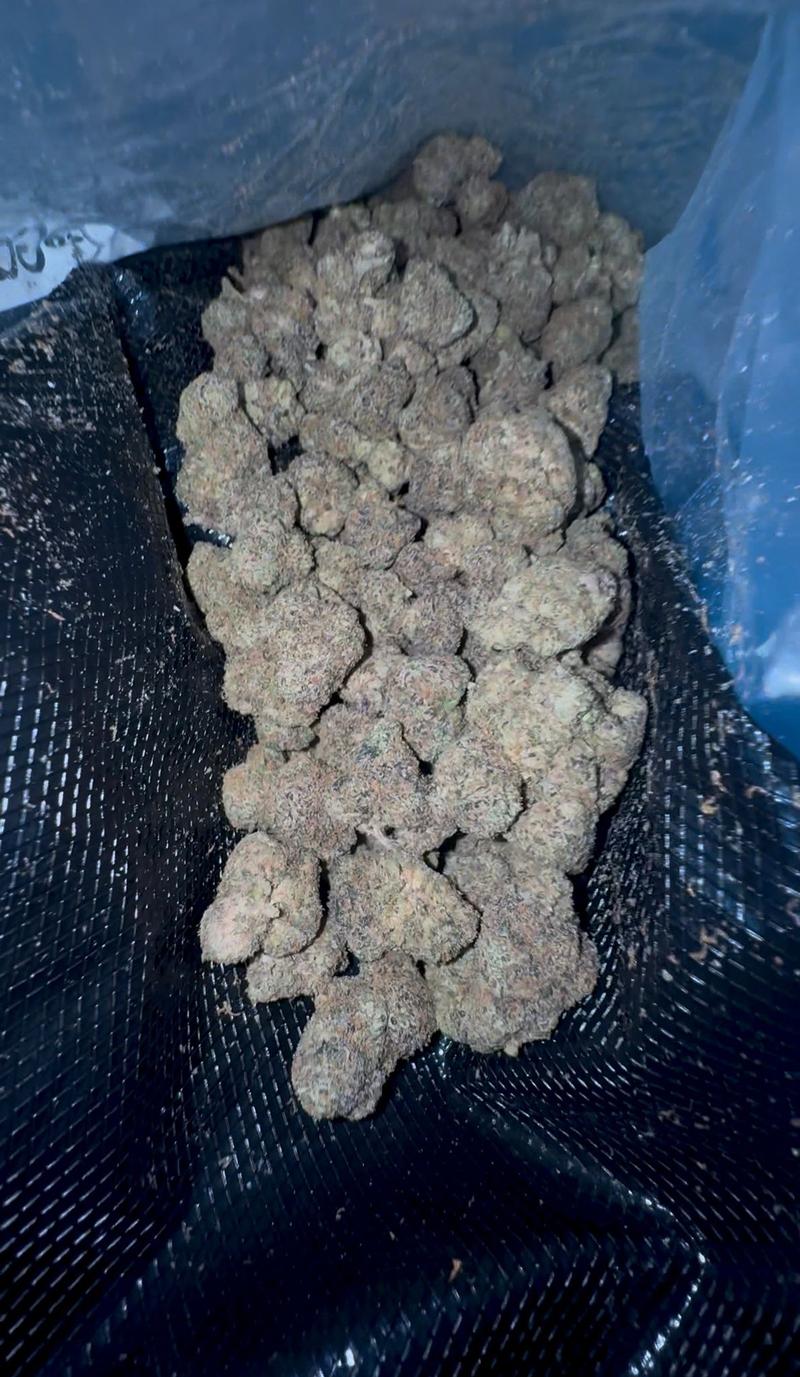 TOP INDOOR CANDY Z - BIG BUDS