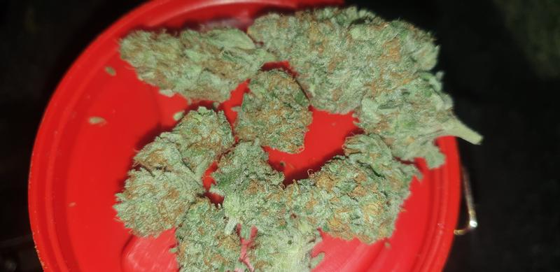 Blueberry Cheese - RozzyGrown