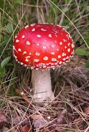 Shroomy