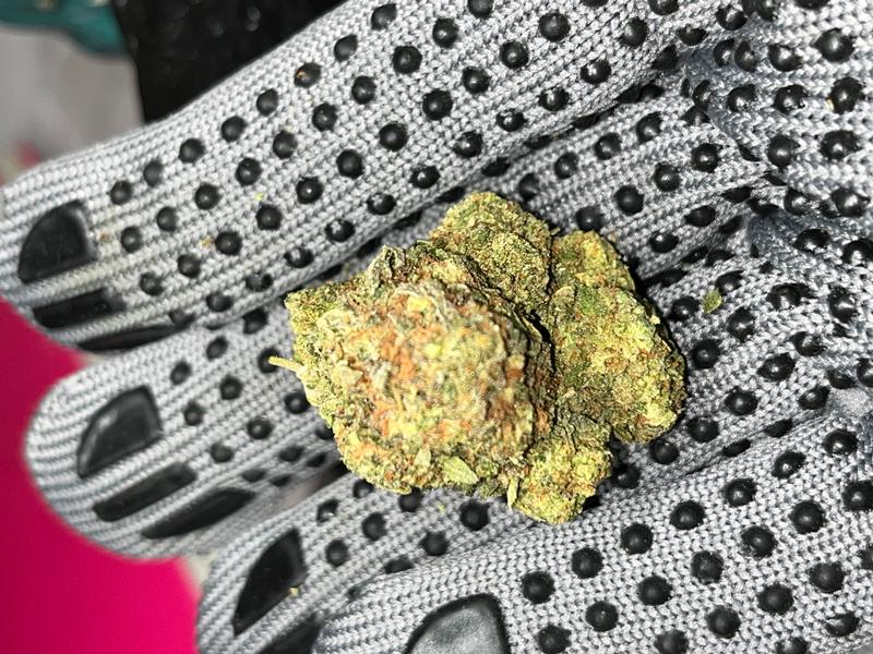 Gelato 41