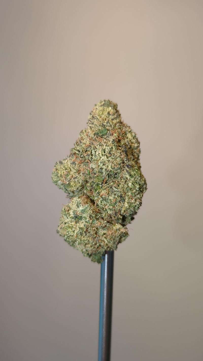 US Mids - Candy Cane (Indoor)