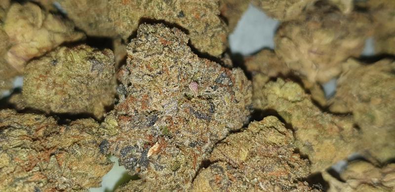 Rozzy Flower Listing