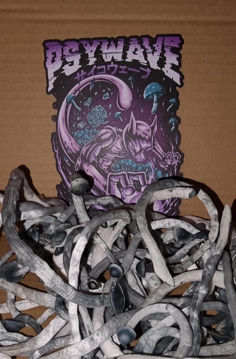 Black Cap Ochraceocentrata Mushrooms