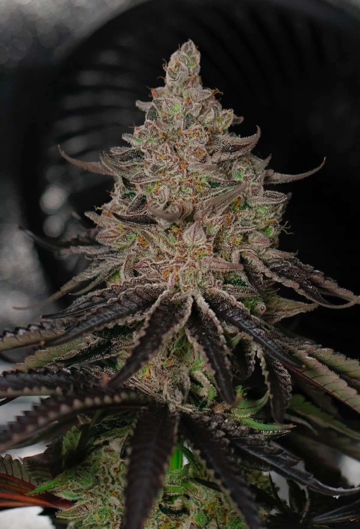 Rainbow Zangria Cutting/Clone