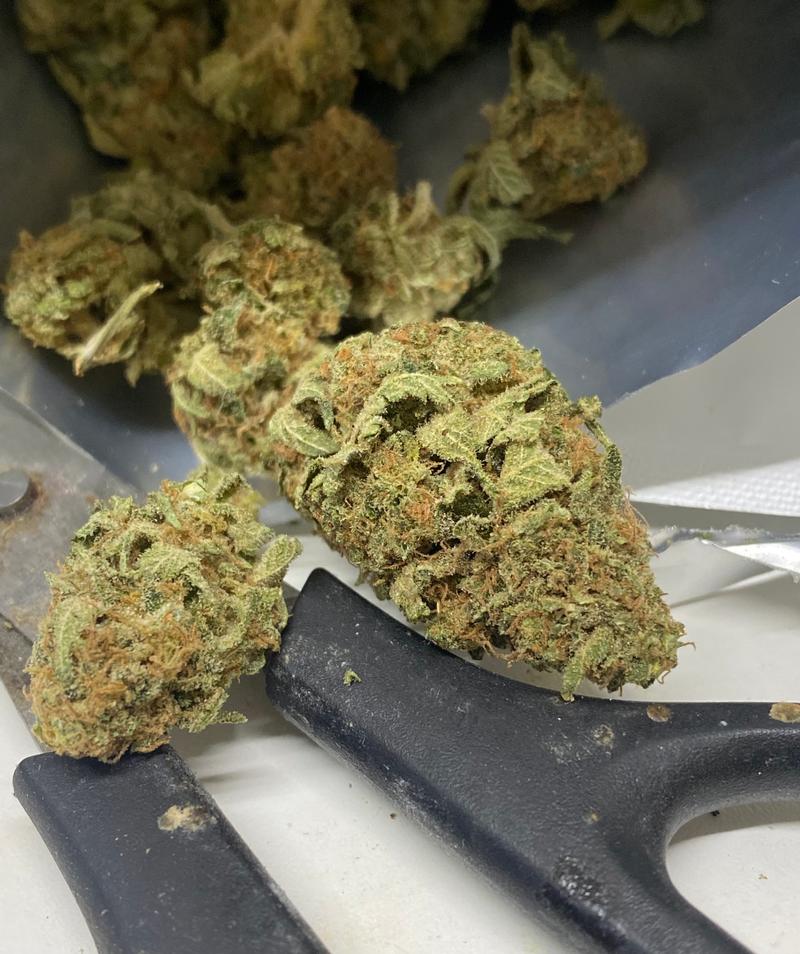 Northern Lights - Homegrown Classic Strain - Rare