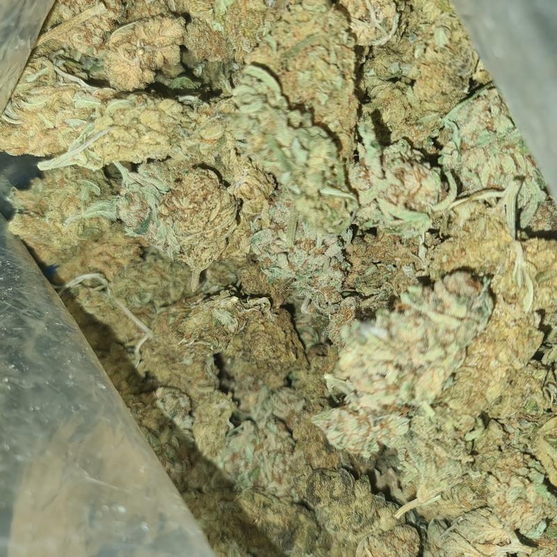UK BUD'S