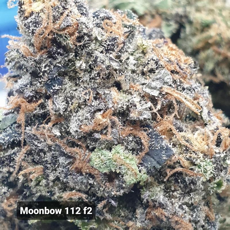 [Exclusive] Top Shelf Cali