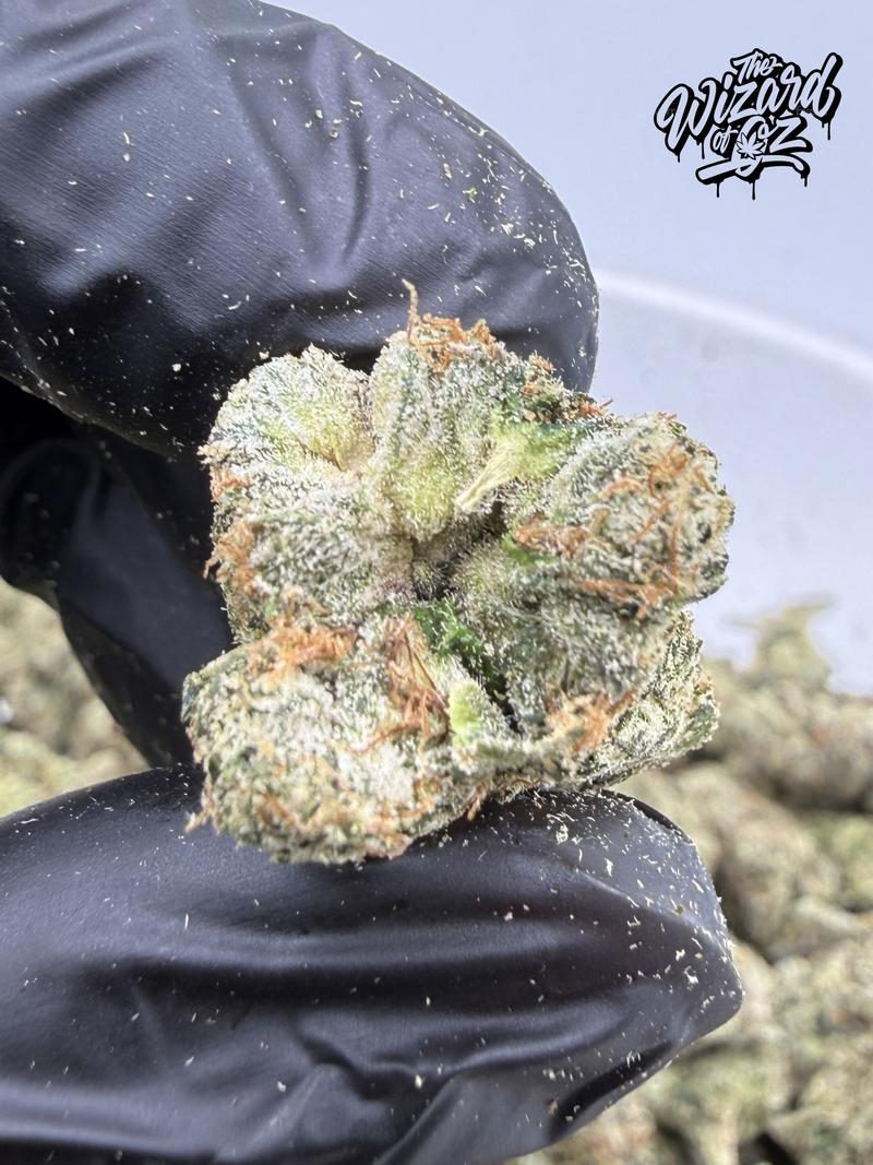 The TenCo Strain: Beni Madonna