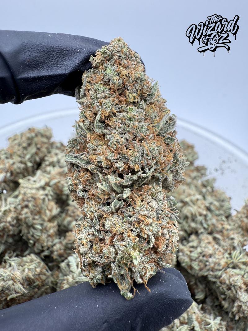 Star Dawg โฝ ๐