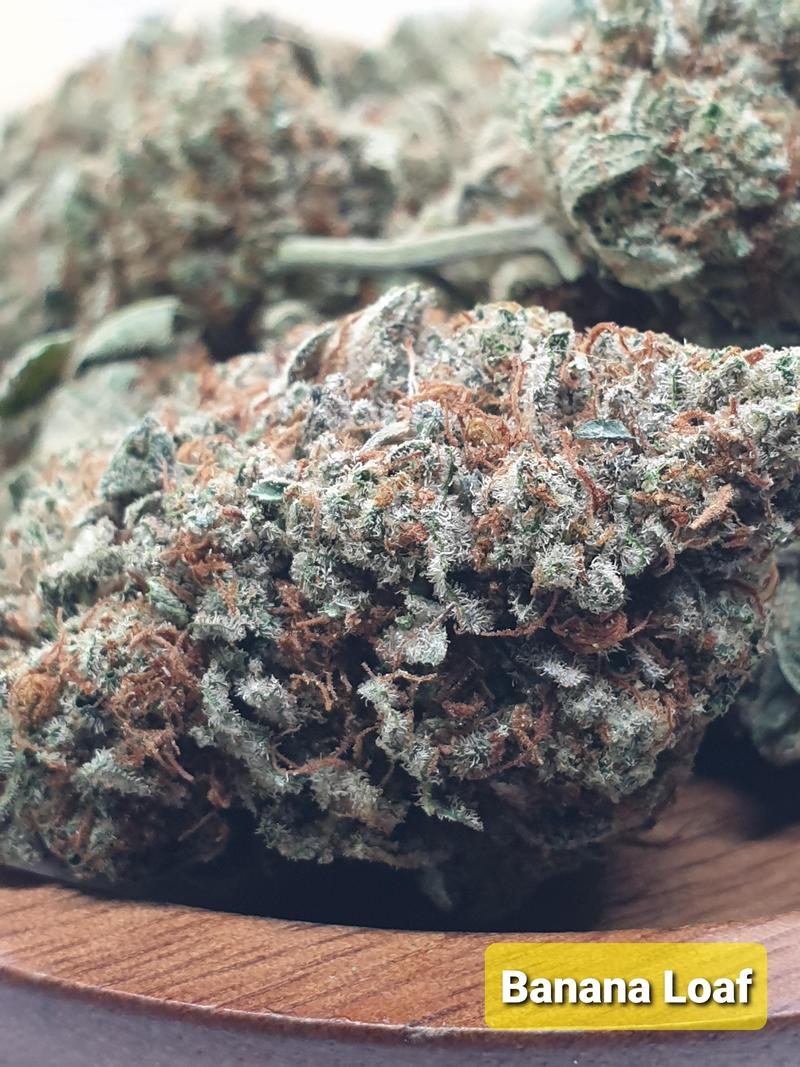 Organic living soil flower