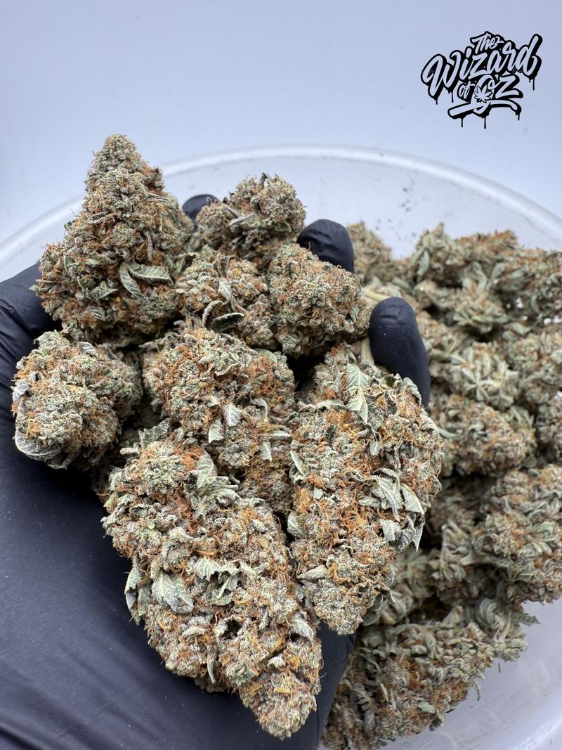Star Dawg โฝ ๐