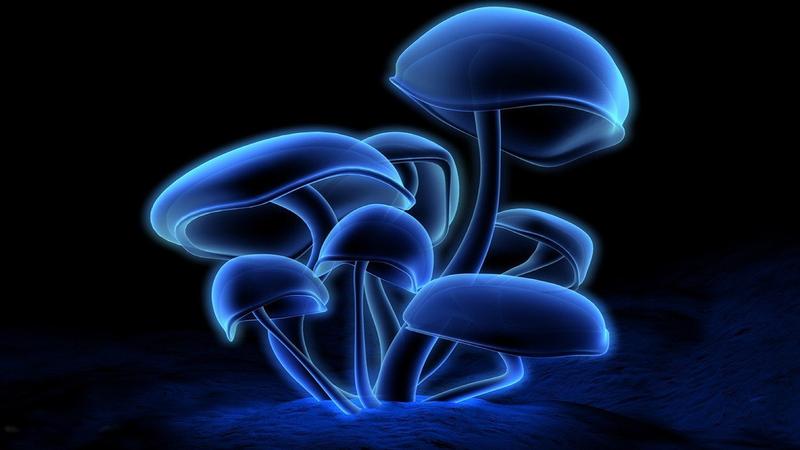 Blue Honey from Magic Mushrooms Psilyocibin