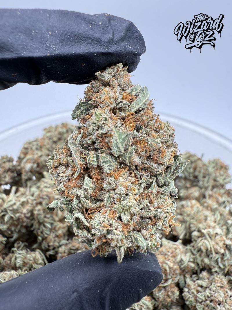 Star Dawg โฝ ๐