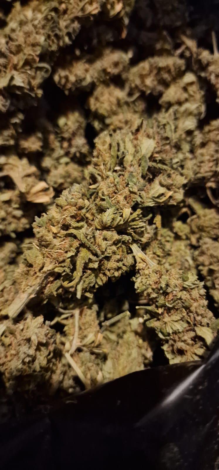 Bargain Grade Classic Sativa Haze