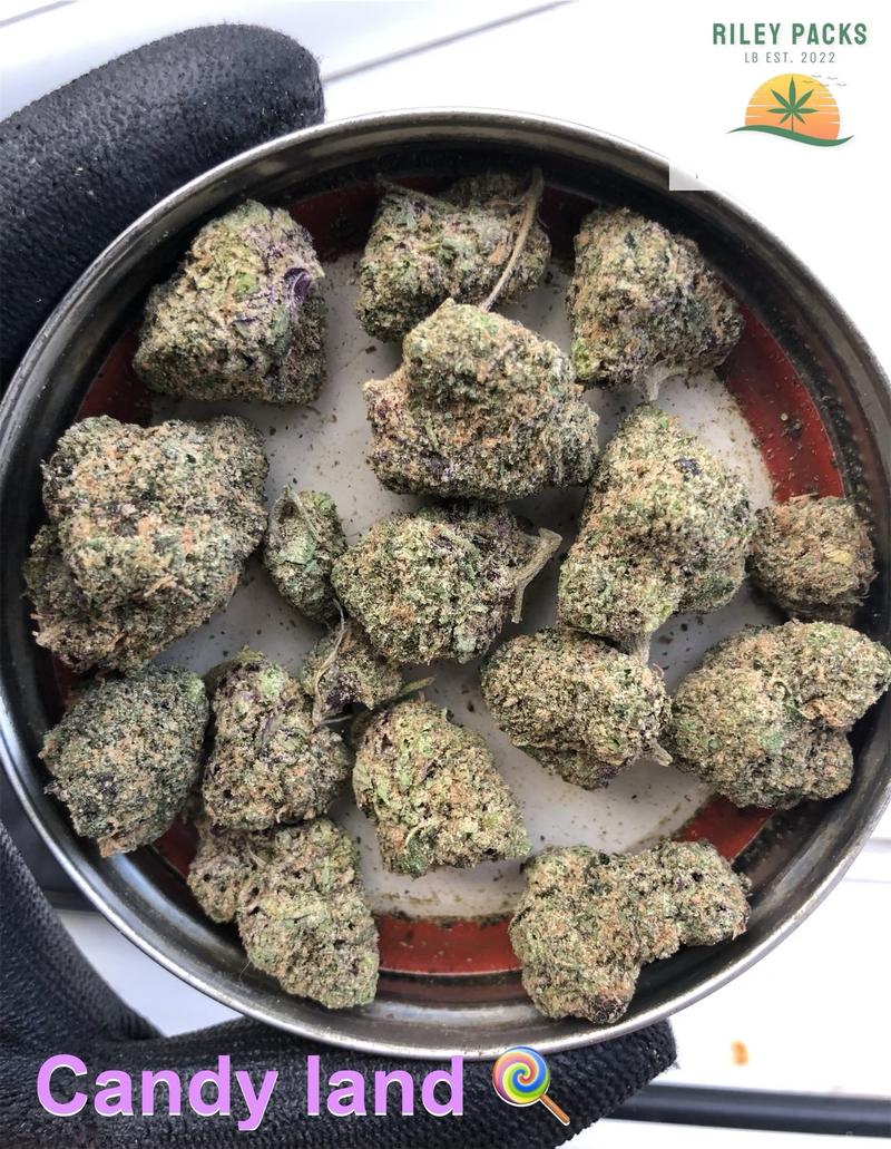 Cherry sherbet (Sunset Sherbet x Cherry cookies BX1)
