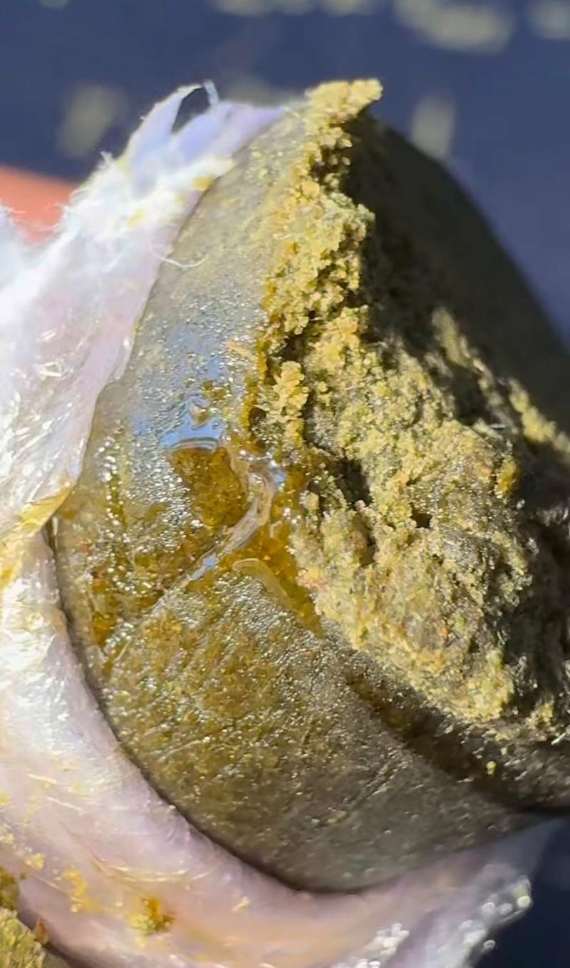 The World Hash