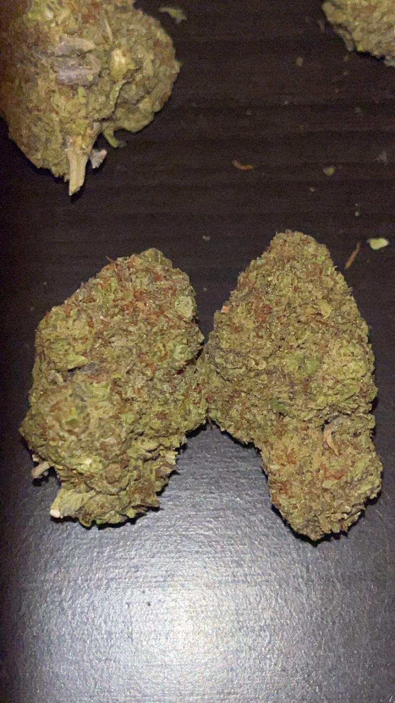 Gelato 41