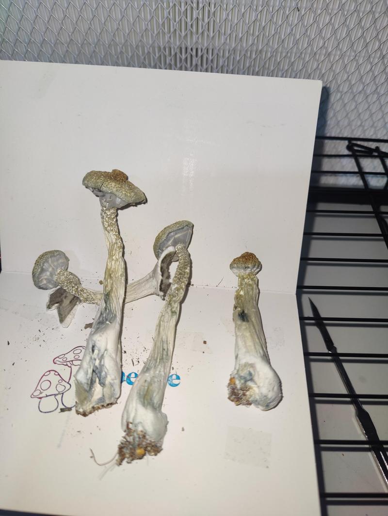 MUSHROOMS WHITE TEACHER CUBENSIS