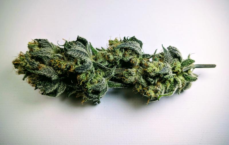 Organic Melonade Runtz
